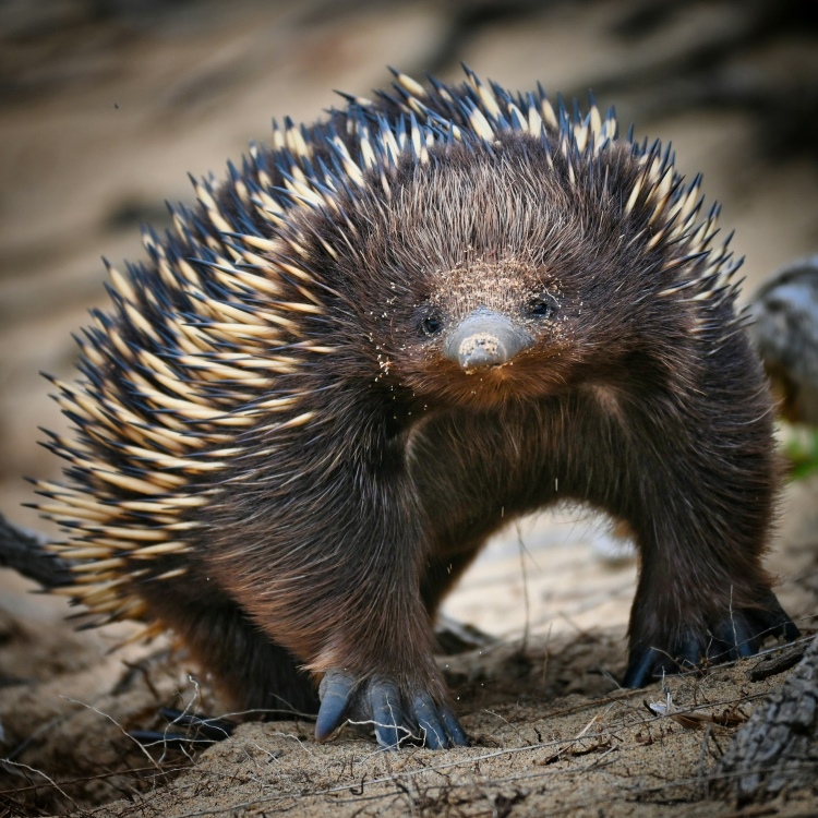 Wunderschone Gefahrlich Tiere Australien Bild